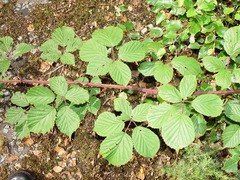 Rubus nemoralis