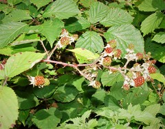 Rubus nemoralis