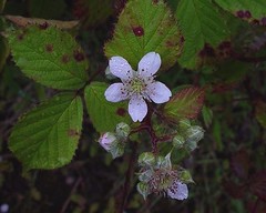Rubus nemoralis
