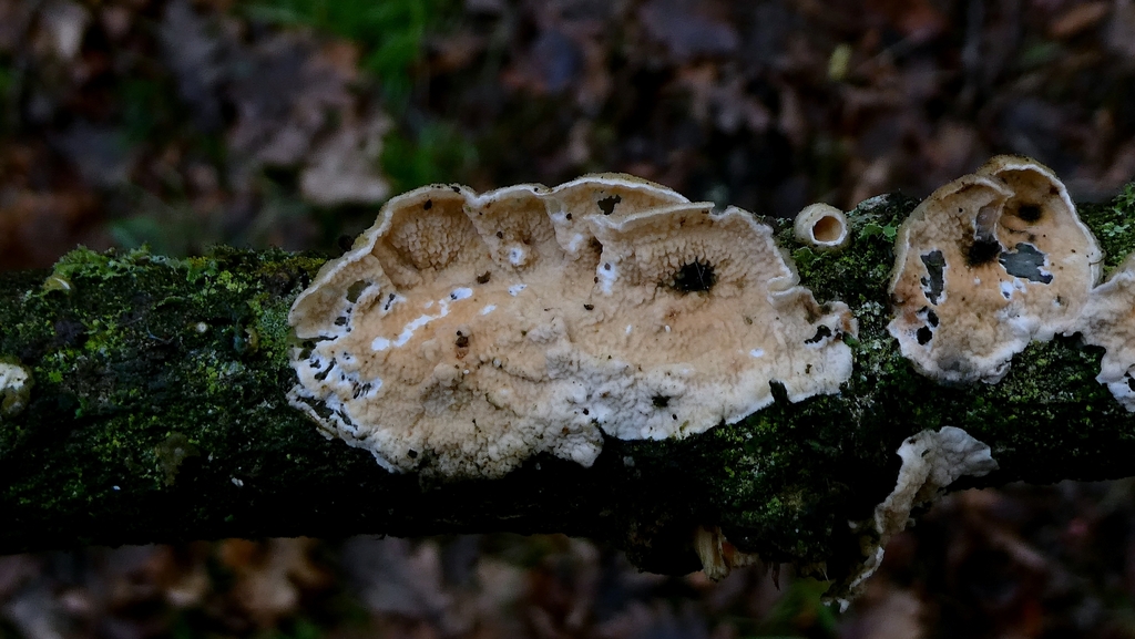 Byssomerulius corium · January 2026 · photo: © patricklm35 (iNaturalist, cc0)