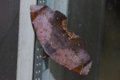 Mecodina albodentata