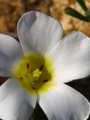 Oxalis argillacea (Oxalis argillacea)