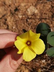 Oxalis salteri