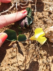 Oxalis salteri
