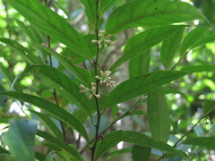 Schistocarpaea johnsonii