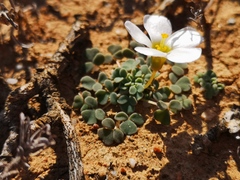 Oxalis lichenoides