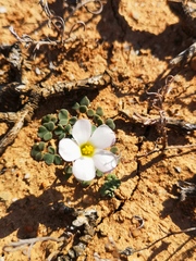 Oxalis lichenoides