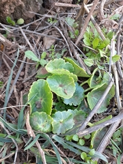 Umbilicus intermedius