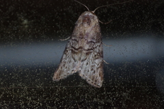 Bryophilina mollicula