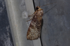Bryophilina mollicula