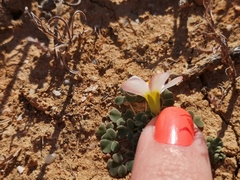 Oxalis lichenoides