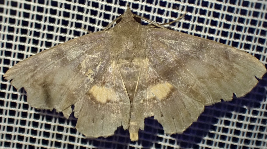 Clapra uzza