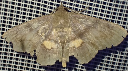 Clapra uzza