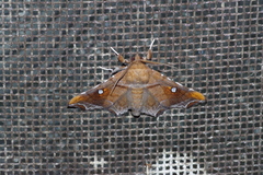 Episparis okinawensis