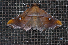 Episparis okinawensis