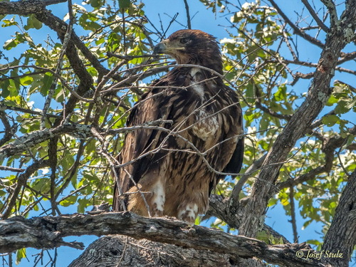 Tawny Eagle
