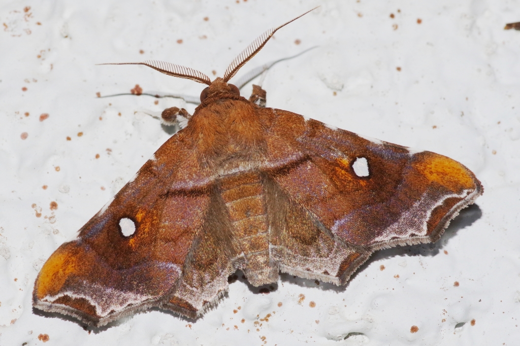 Episparis okinawensis
