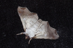 Episparis okinawensis