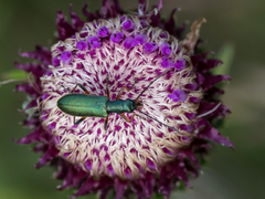 Chrysanthia geniculata