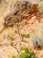 Agave maximiliana
