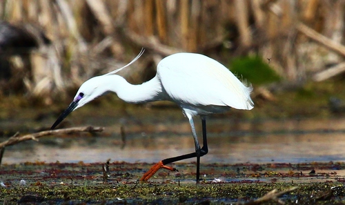 Garceta común (Egretta garzetta)