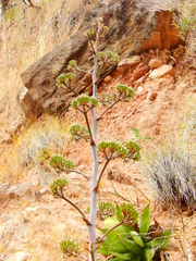 Agave maximiliana