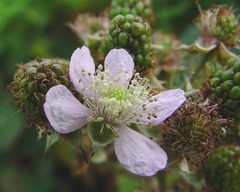 Rubus nemoralis