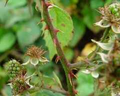 Rubus nemoralis