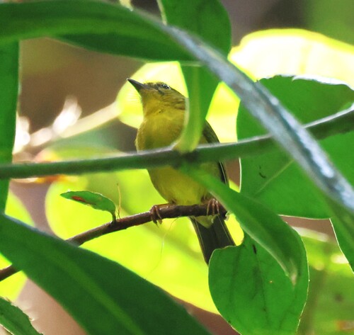 Choco Warbler (Myiothlypis chlorophrys), photo 5
