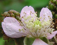 Rubus nemoralis