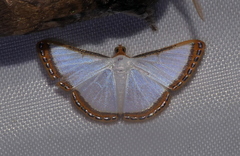 Leuciris