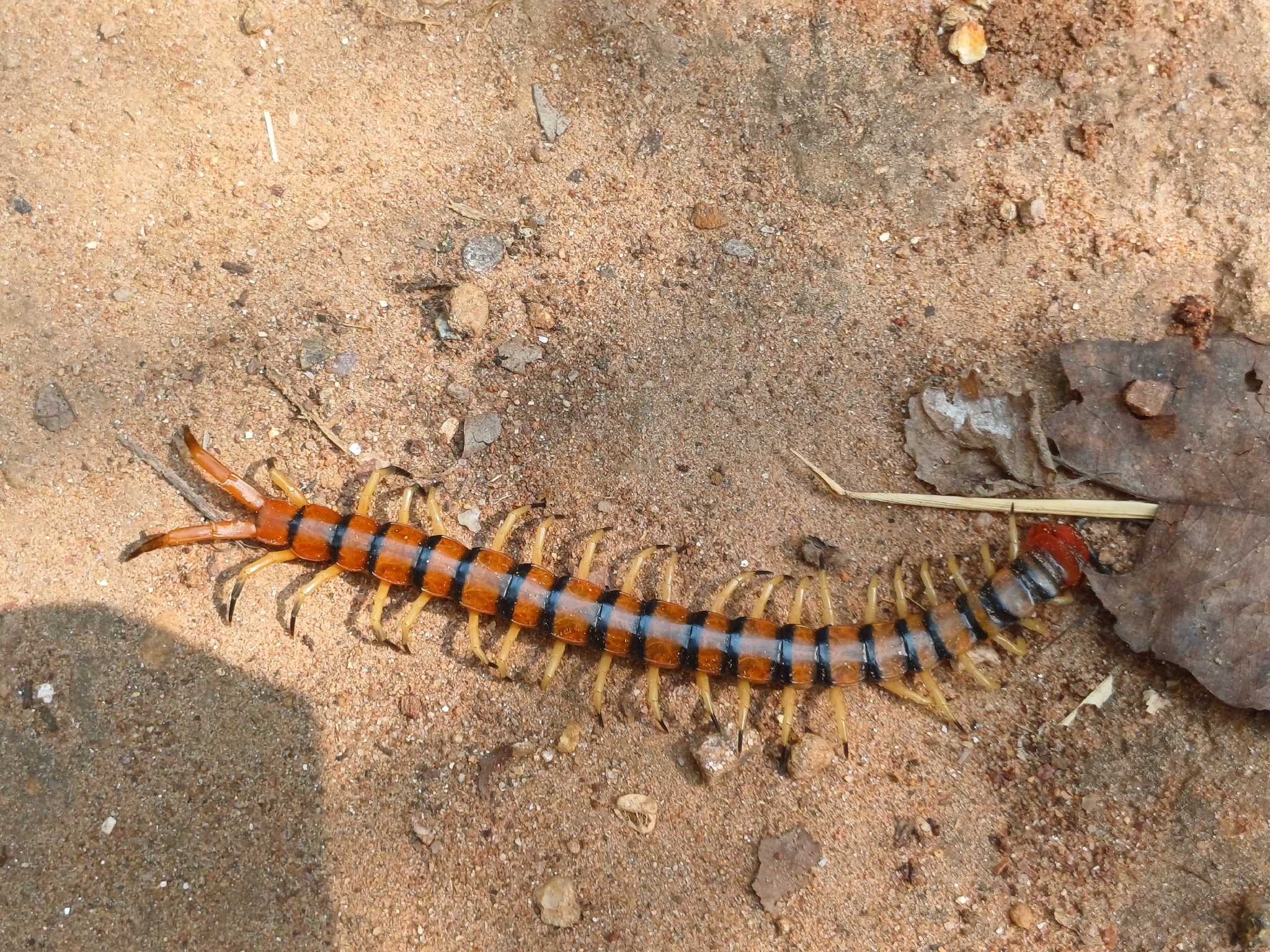 Scolopendra morsitans Linnaeus, 1758