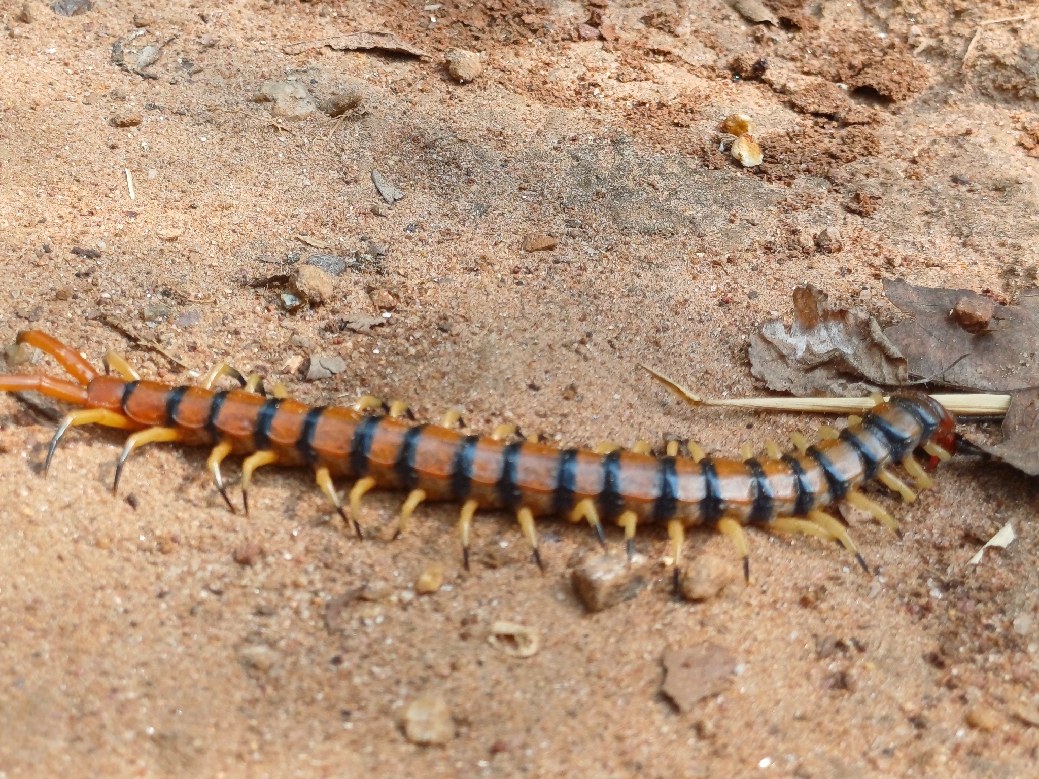 Scolopendra morsitans Linnaeus, 1758