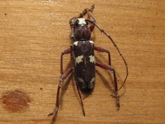 Enaphalodes coronatus