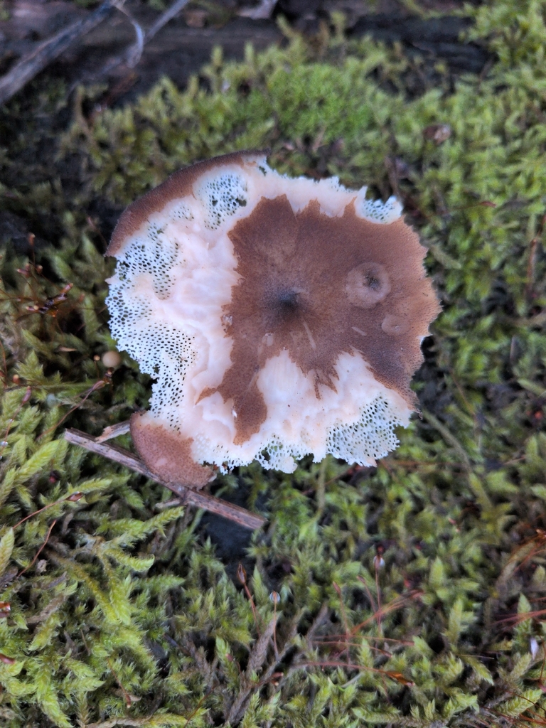 Lentinus brumalis · January 2026 · photo: © helen867 (iNaturalist, cc-by)