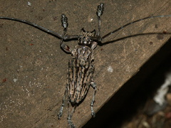 Steirastoma histrionicum