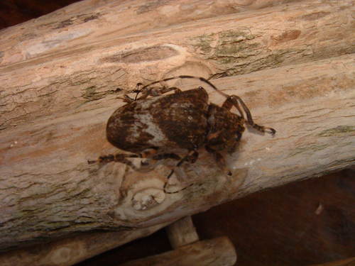 Charoides