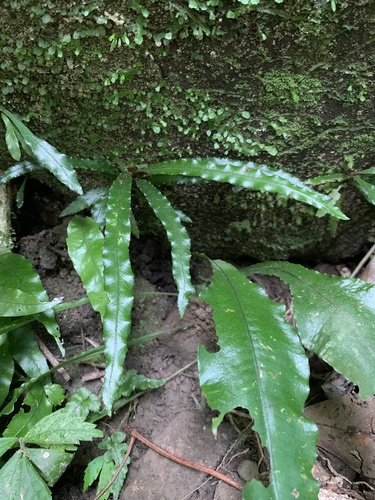 Lomariopsis spectabilis iNat (3)