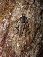 Disteniazteca pilati