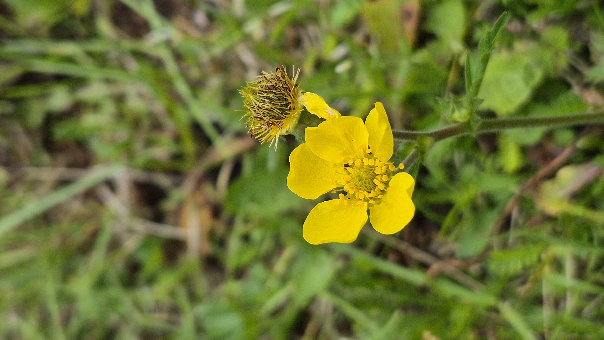 Imagem de Geum magellanicum
