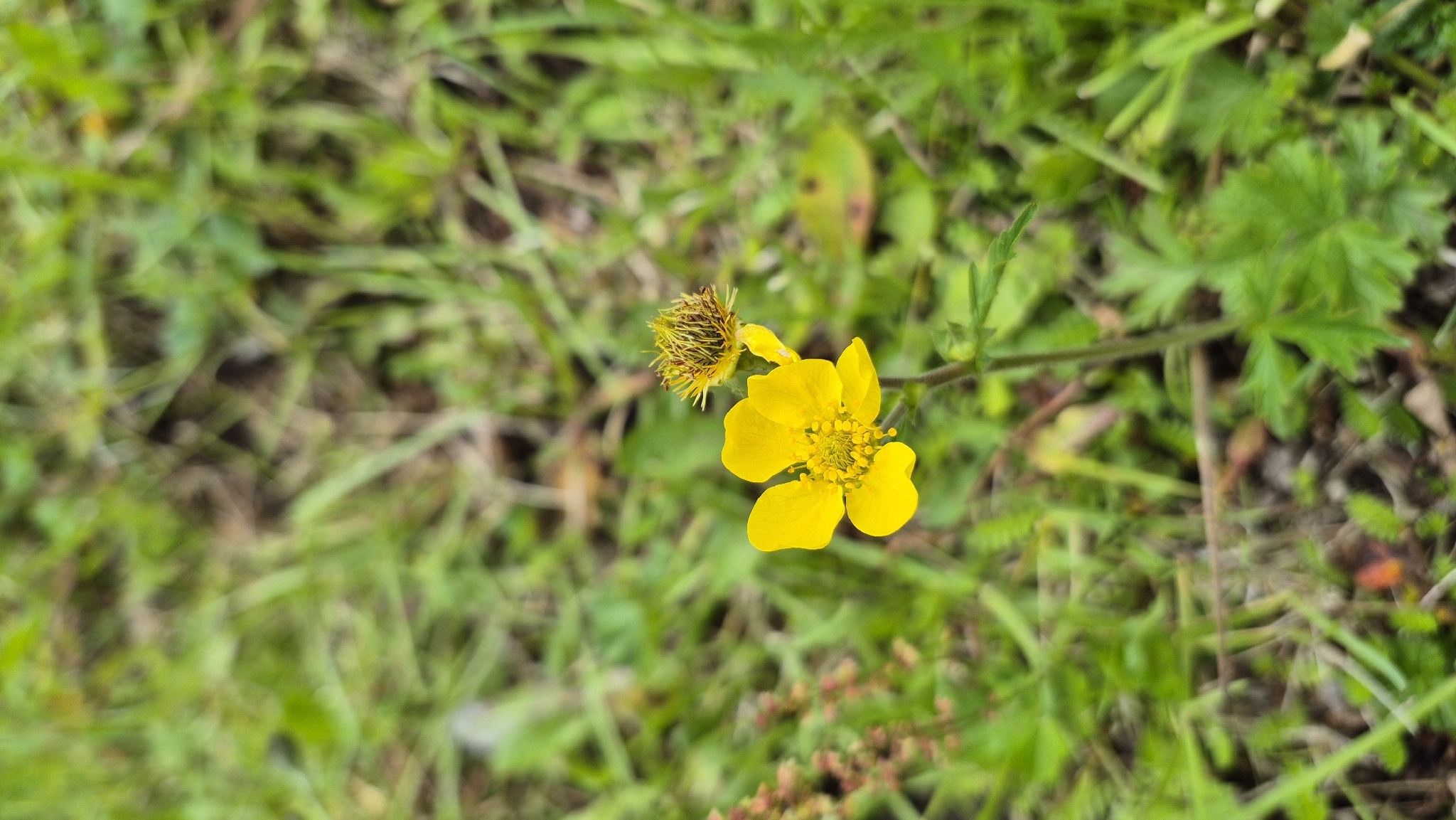 Imagem de Geum magellanicum