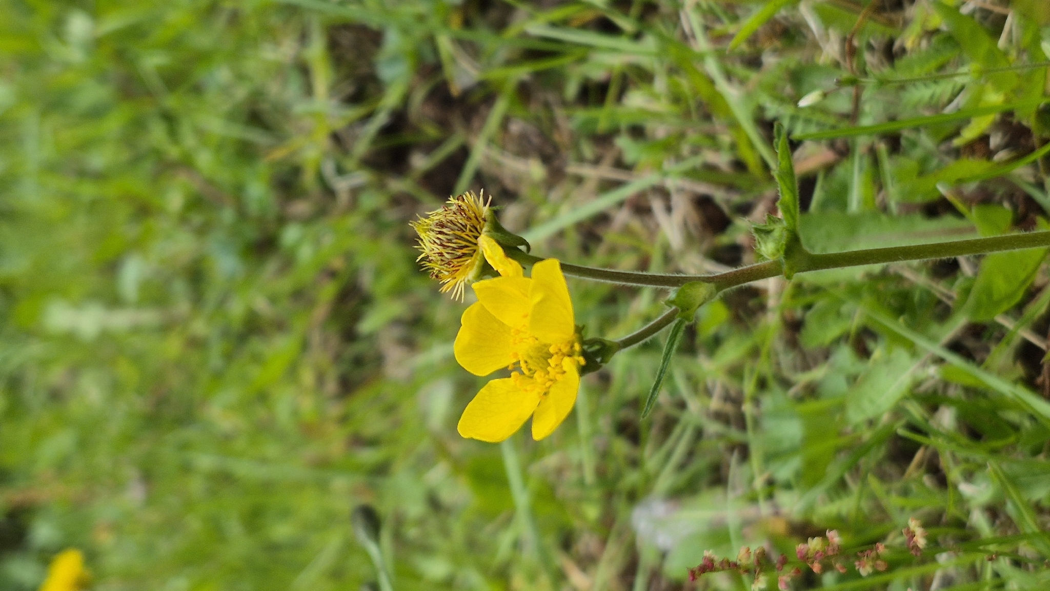 Imagem de Geum magellanicum