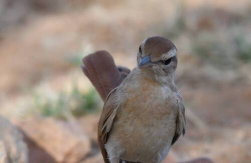 Rufous-tailed Scrub Robin (Cercotrichas galactotes), photo 8