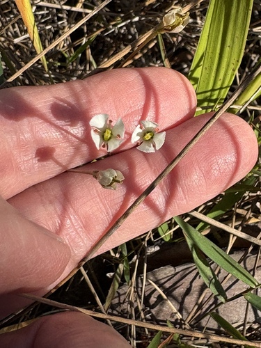 White Screwstem (Bartonia verna)