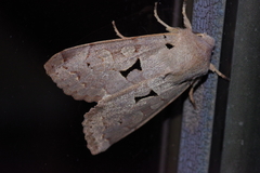 Orthosia carnipennis