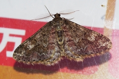 Pseuderannis amplipennis