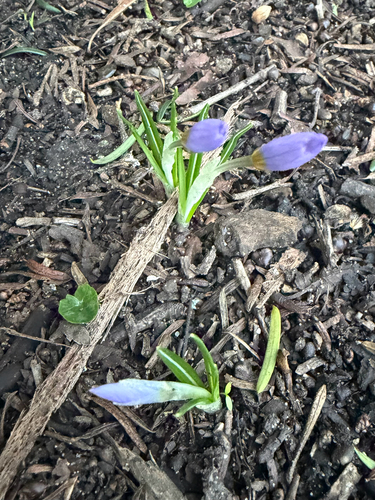 Crocus atticus, photograph 4