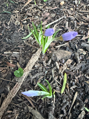 Crocus atticus, photograph (c) Holly Hodges, some rights reserved (CC BY)