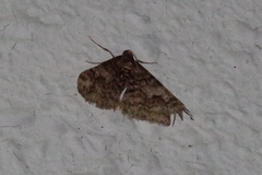 Pseuderannis amplipennis