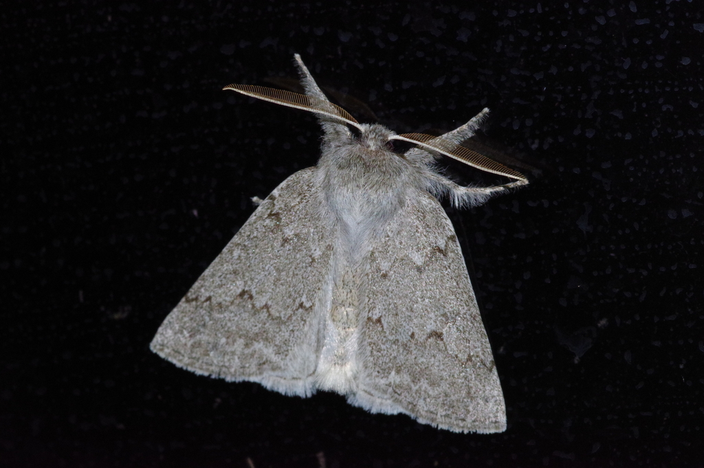Planociampa antipala